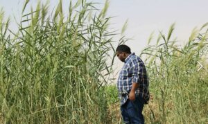 Wheat_plantation,_Northern_sudan,_Karima