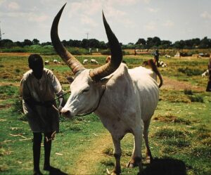 723px-Cattle_Wau_Sudan