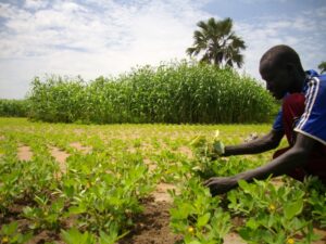 Small-scale_farmers_increase_production_(sudan)