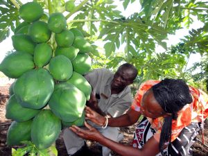 Southern africa agriculture program covers research and increasi