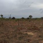 mozambique-deforestation
