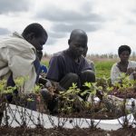 agricoltura-malawi