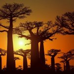 madagascar-baobab-tramonto