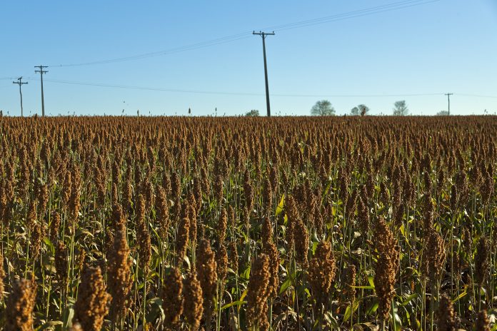 Campo di sorgo