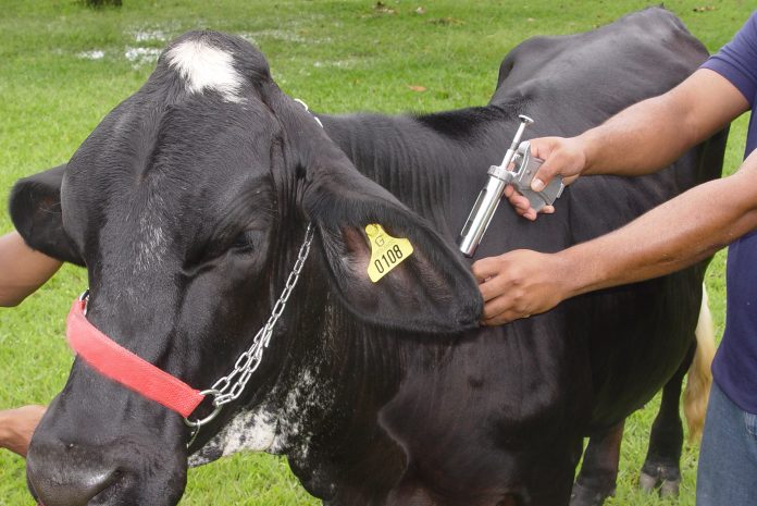 Vaccinazione bovini febbre aftosa