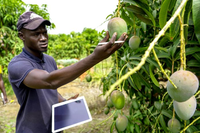 Sistemi di innovazione nell'agritech in Africa